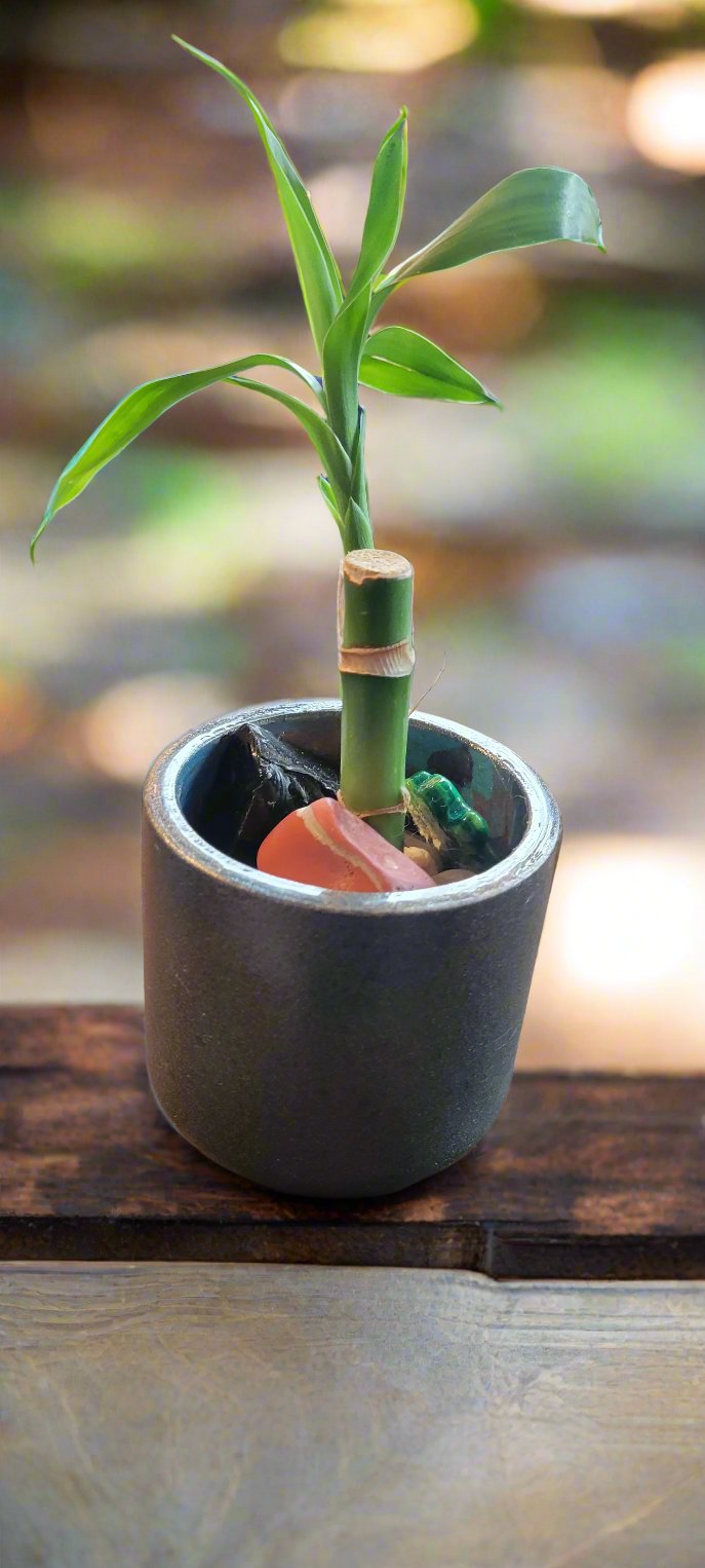 Lucky Bamboo sm.