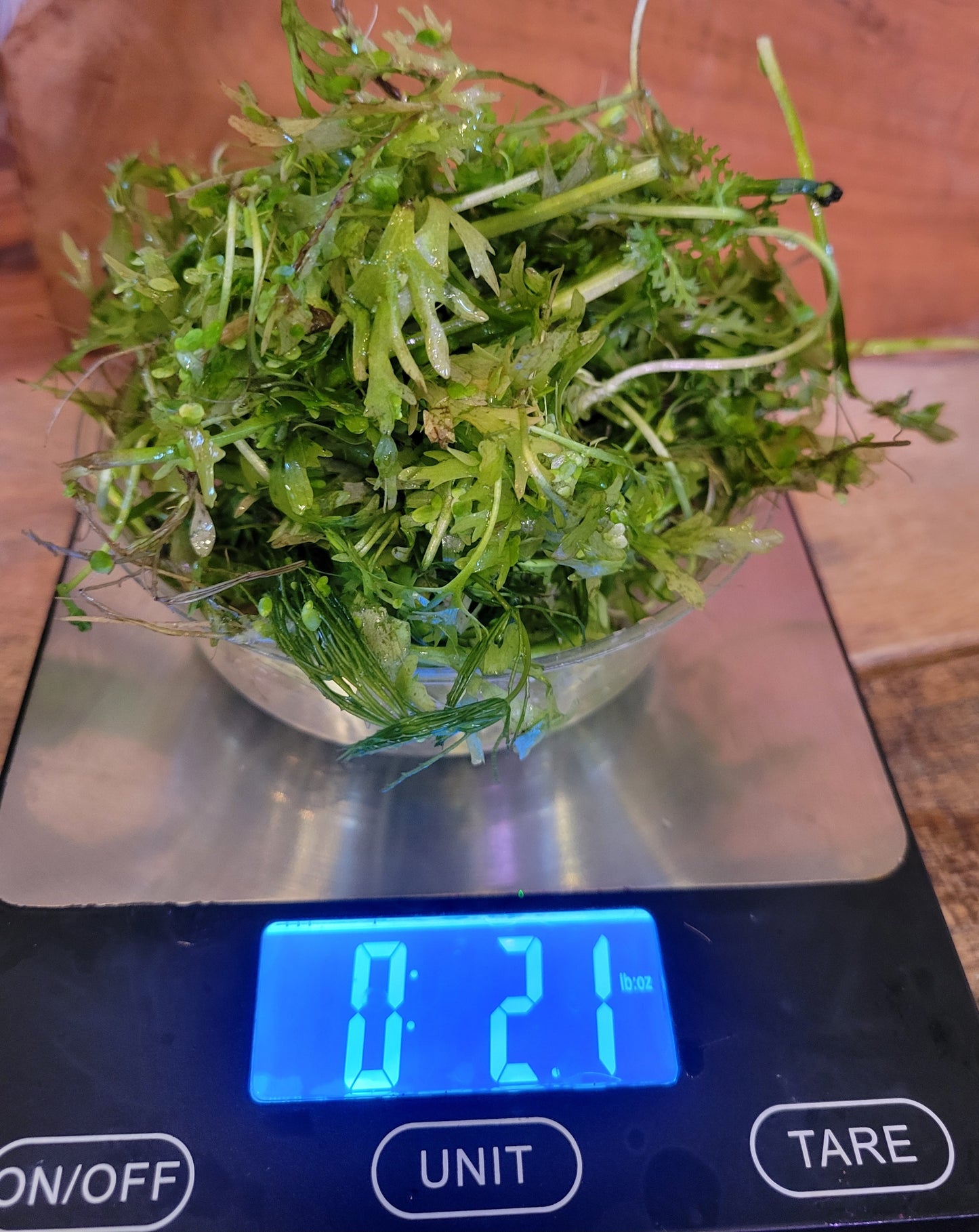 Nano tank, Water Sprite 1/4 cup 2 oz