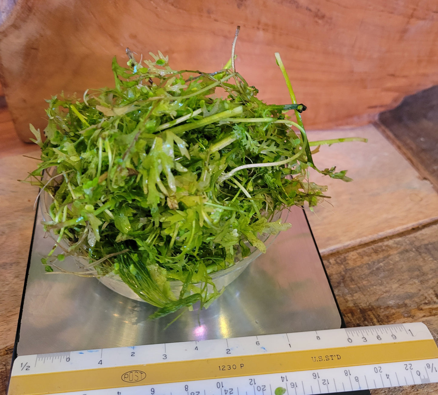 Nano tank, Water Sprite 1/4 cup 2 oz