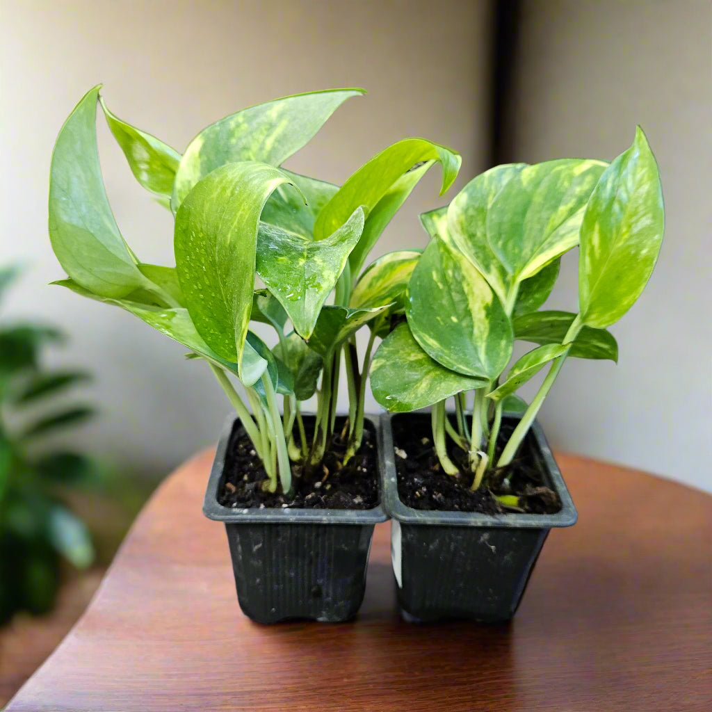 Plant selection, Gold Variegated Pothos 3" pot