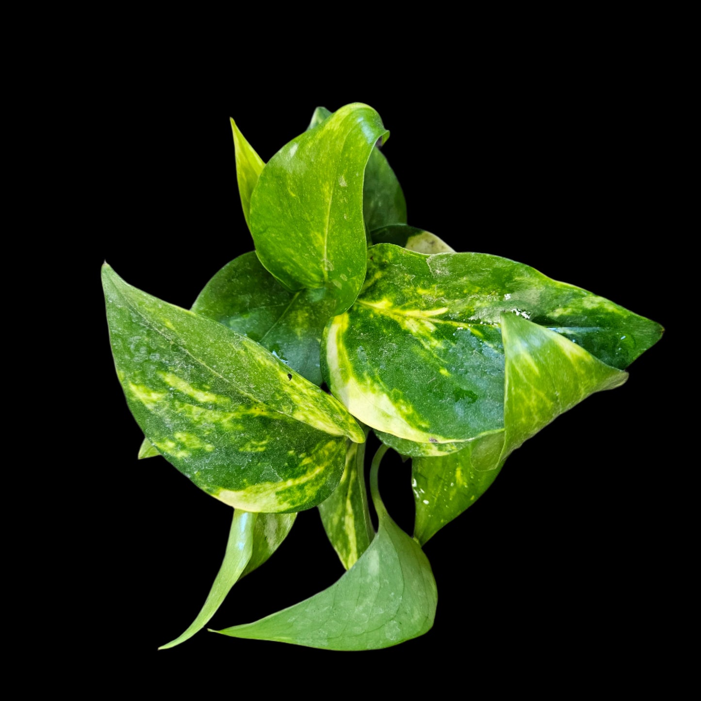 Plant selection, Gold Variegated Pothos 3" pot