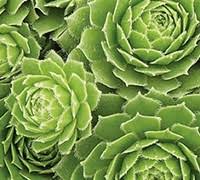 Landscape plant selection Green Wheel Hens & Chicks $9.00
