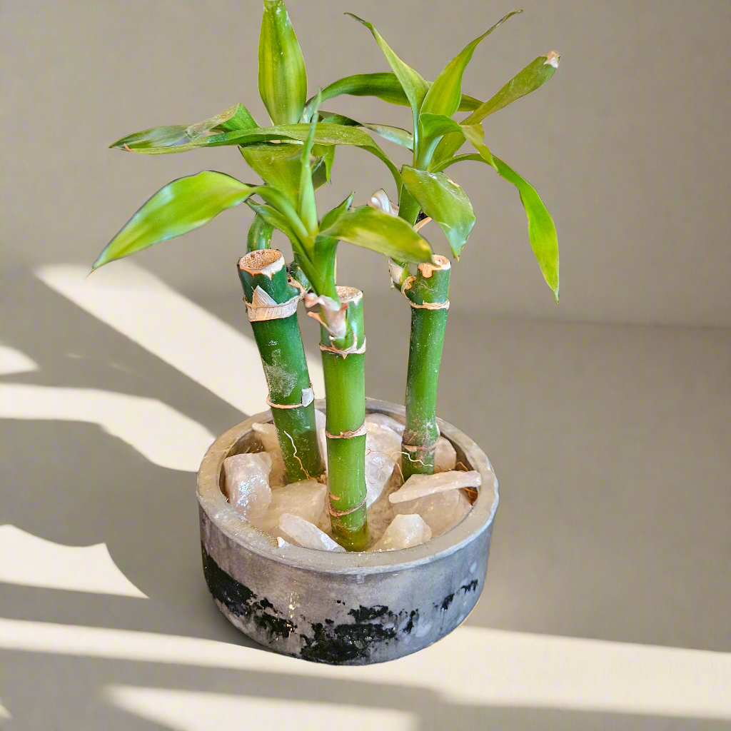 Lucky Bamboo med.
