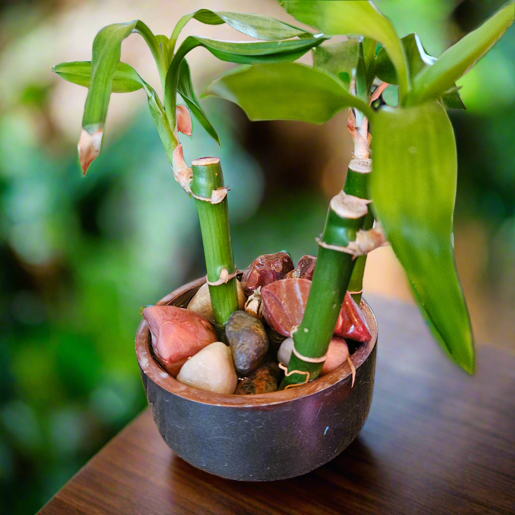 Lucky Bamboo med.