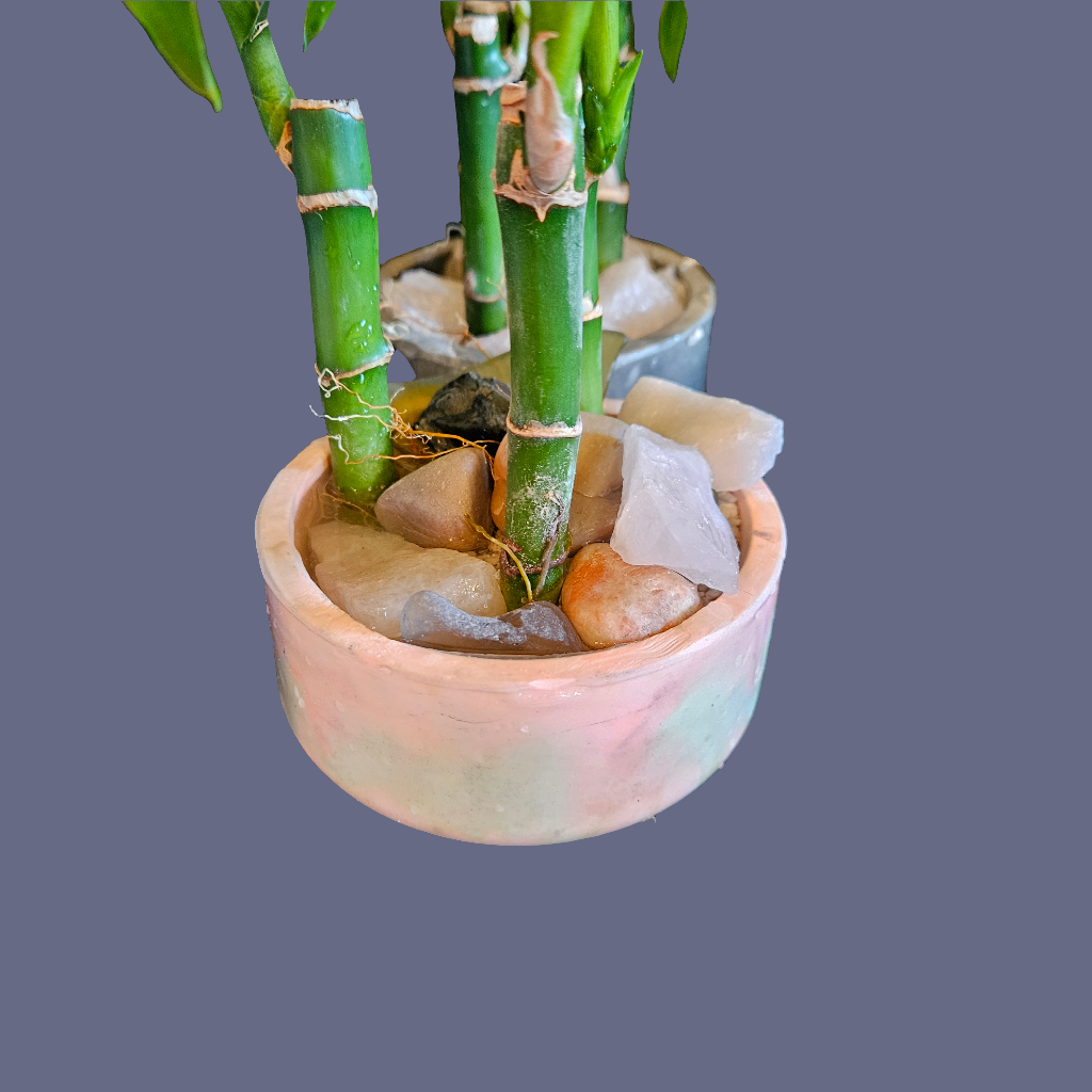Lucky Bamboo med.