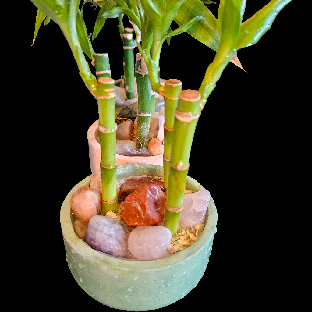 Lucky Bamboo med.