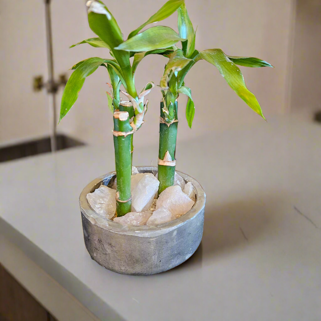 Lucky Bamboo med.