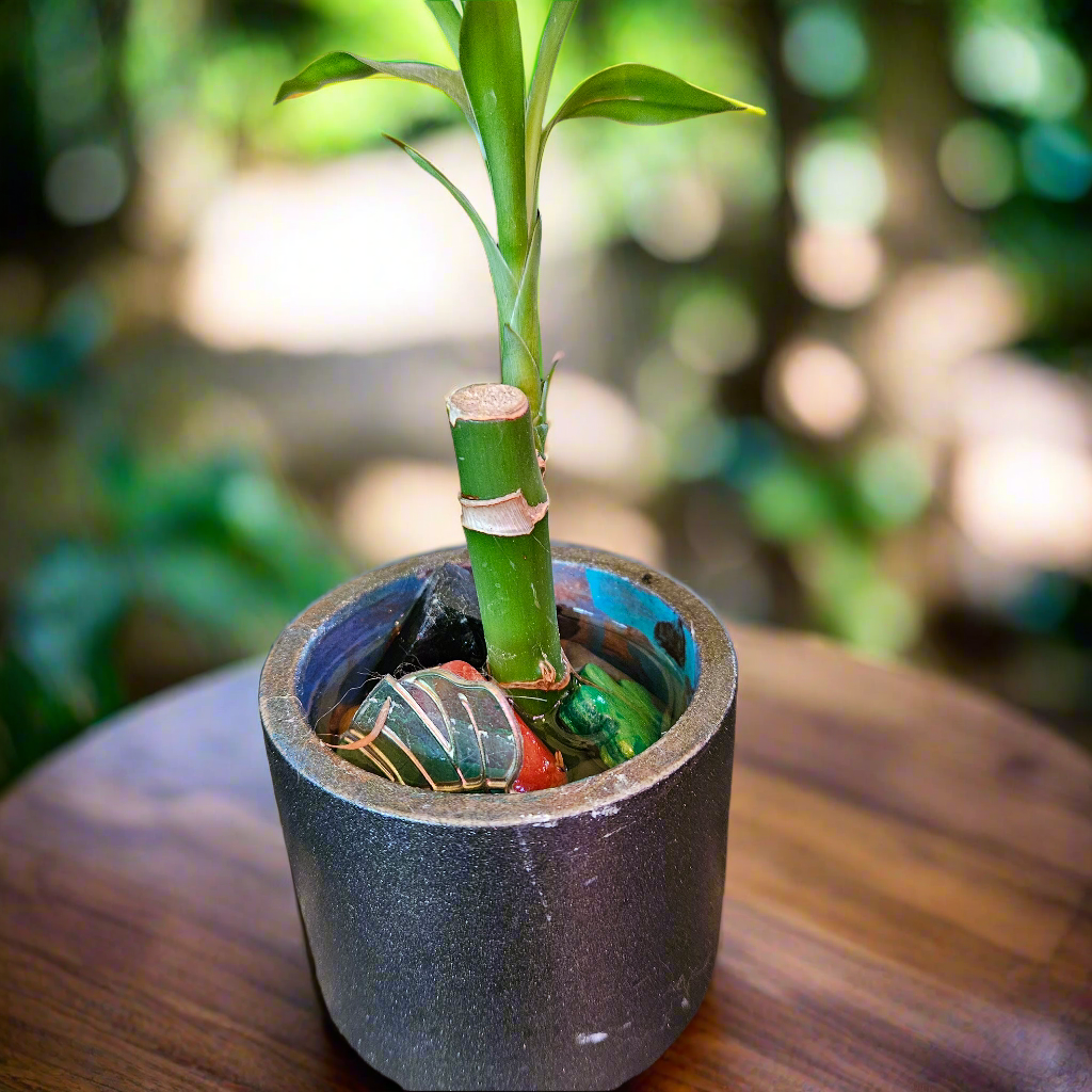 Lucky Bamboo sm.