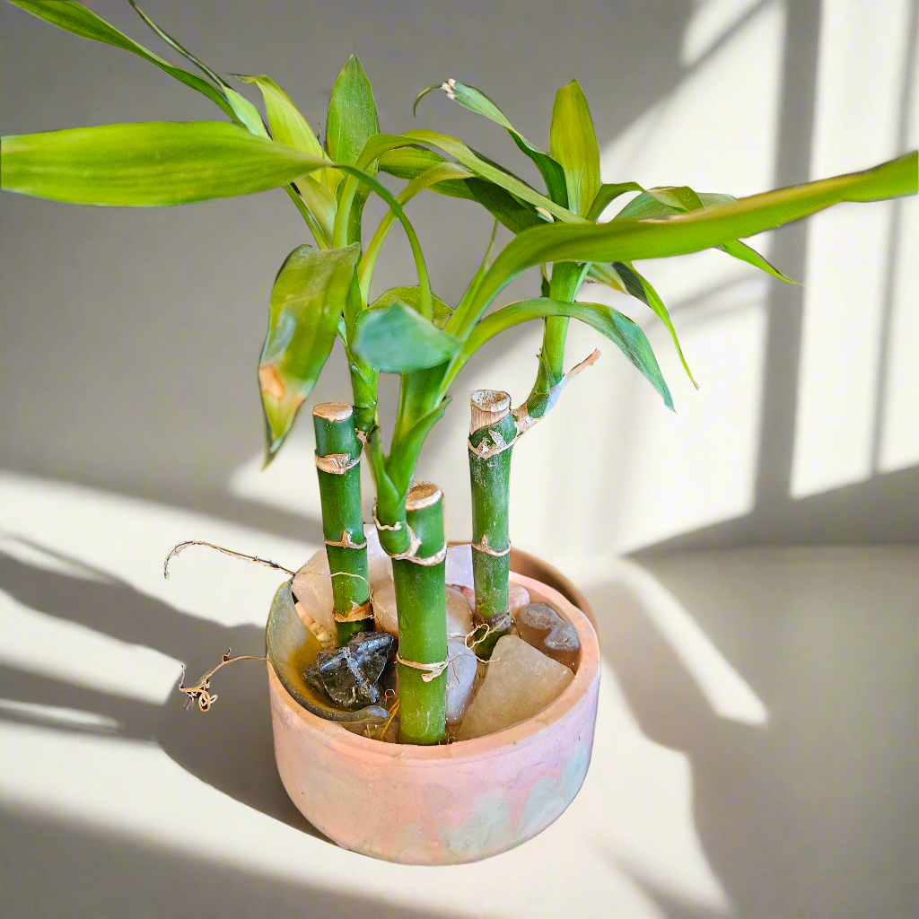 Lucky Bamboo med.