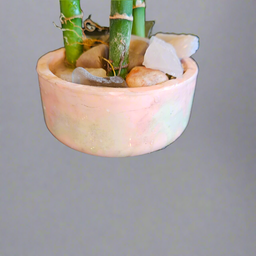 Lucky Bamboo med.