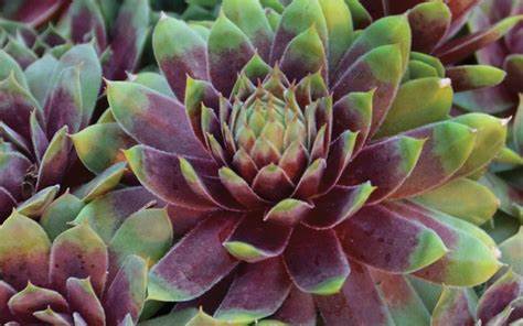 Landscape plant selection Ruby Heart Hens & Chicks $8.75