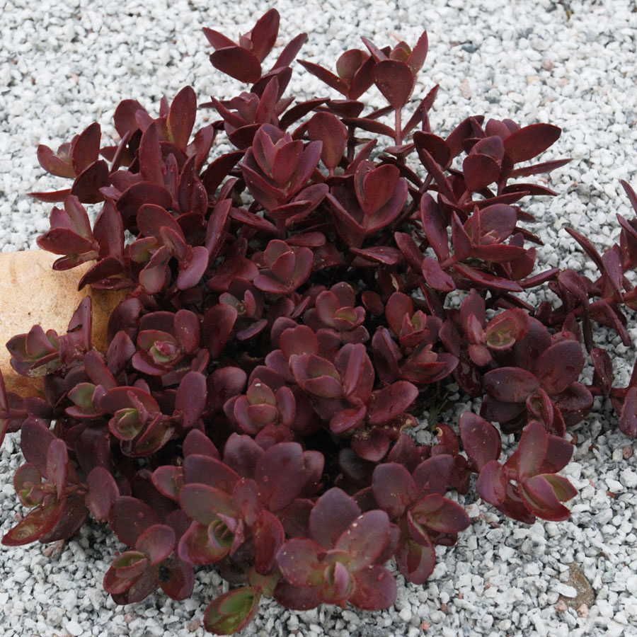 Landscape plant selection Cherry Tart Sedum