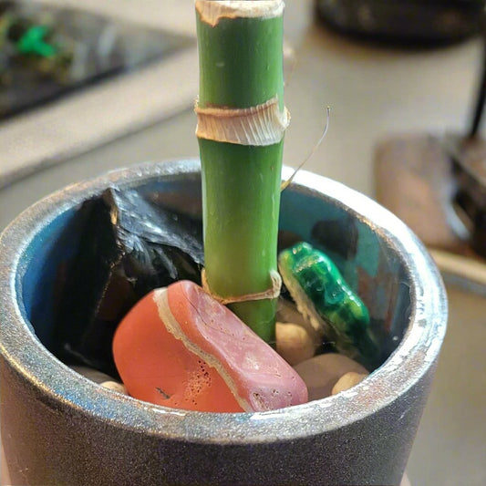 Lucky Bamboo sm.