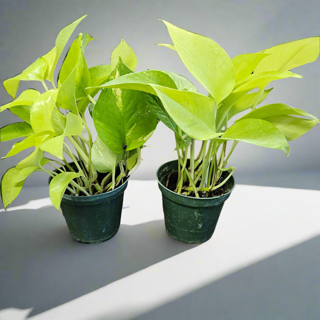 Plant selection, Lemon Pothos 4" pot