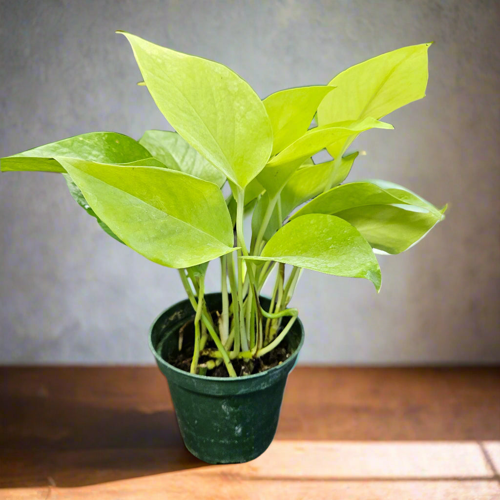 Plant selection, Lemon Pothos 4" pot