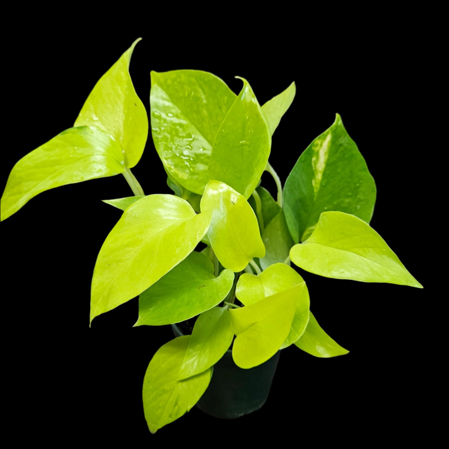 Plant selection, Lemon Pothos 4" pot