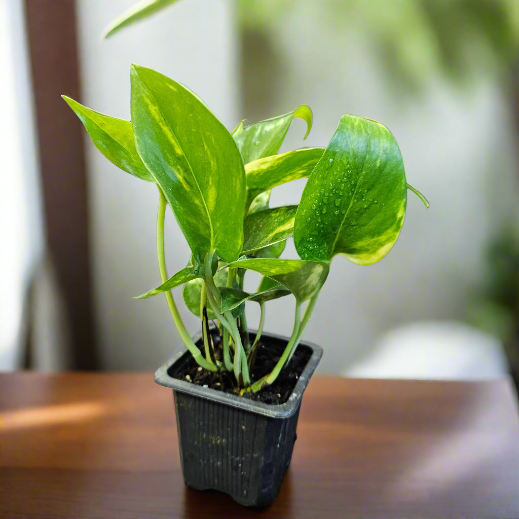 blue moon indoor plant Plant selection, Gold Variegated Pothos 3" pot