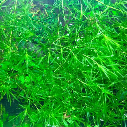 Nano tank, Guppy Grass 1/4 cup 2 oz.