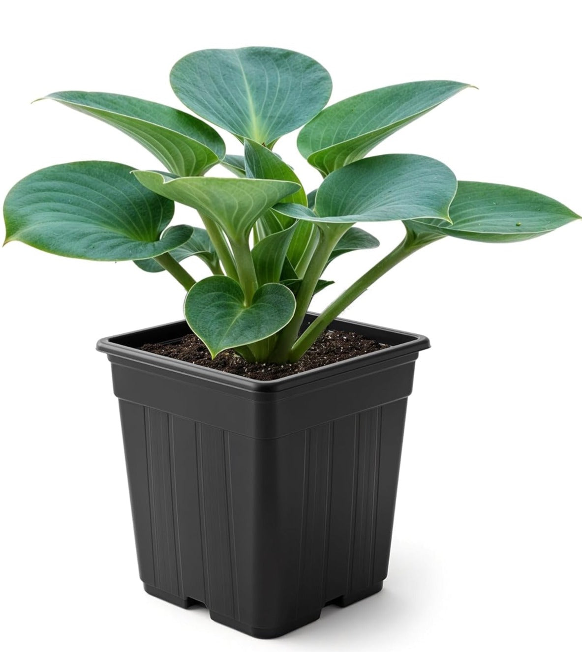 Landscape plant selection Dwarf Hosta Blue Mouse Ears