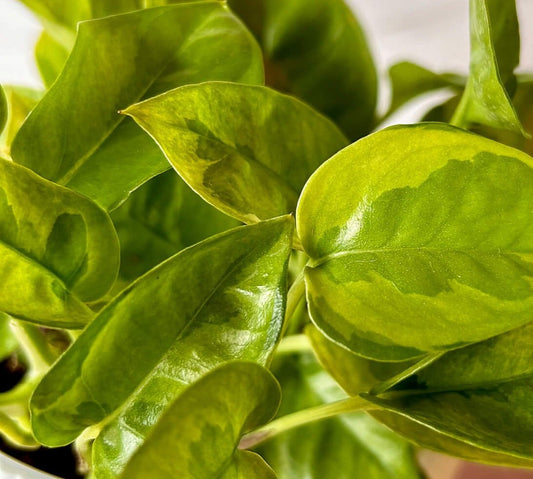 Plant selection, Lemon blotched Pothos 3" pot