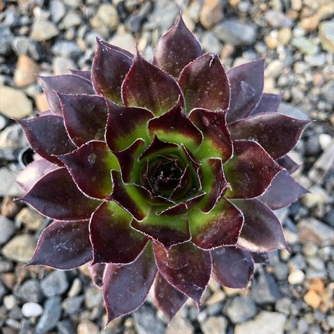 Landscape plant selection Black Hens & Chicks