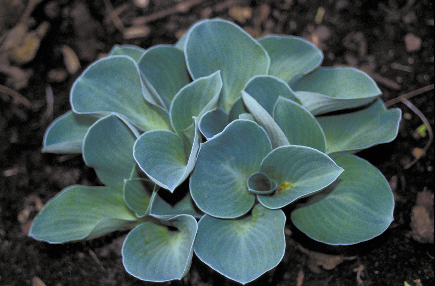 Landscape plant selection Dwarf Hosta Blue Mouse Ears