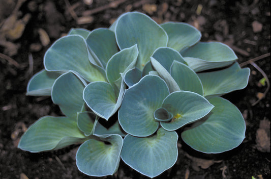 Landscape plant selection Dwarf Hosta Blue Mouse Ears